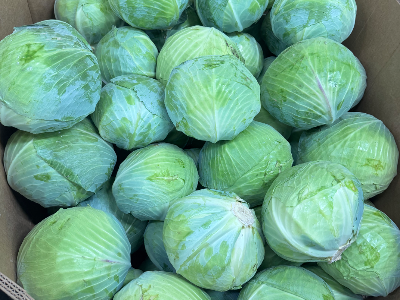 Jumbo cabbage